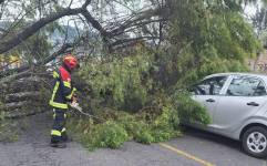 Un árbol cayó sobre un vehículo en el sector de San Bartolo, sur de Quito.