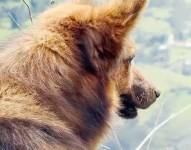 Hachi el perro que acompañó al niño perdido en el cerro Puñay