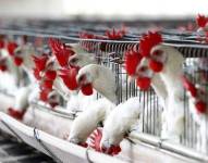Argentina: casos de gripe aviar ponen en alerta a Paraguay