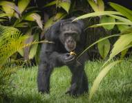 Fotografía cedida por el Bioparque Ukumarí de Yoko, el último chimpancé que había bajo cuidado humano en Colombia, en las instalaciones del parque en Pereira (Colombia).