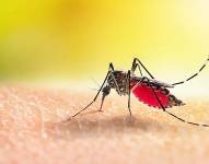 Desde el 2019 no se reportaban casos de malaria en Tumbes y que ante la alerta sanitaria.