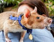 Las ratas africanas son totalmente domesticables y desde los 90's trabajan junto a humanos