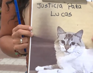 Gato asesinado por dos Pitbulls