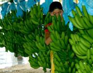 El banano es uno de los productos ecuatorianos más exportados.
