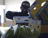 Imagen de agentes de Policía Antinarcóticos revisando cajas de banano en búsqueda de droga. Foto de archivo.