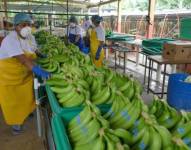 El 25 % de las salidas de banano ecuatoriano tiene como destino Rusia y Ucrania.