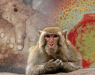 En el estudio se investigó la presencia de material genético del virus en muestras biológicas de 12 pacientes.