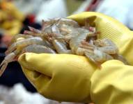 Camarones, producto de exportación.