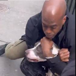 Un perro, de raza pitbull, atacó a un bebé de un año en Nueva York.