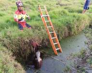 El caballo cayó a una piscina de cinco metros de diámetro.