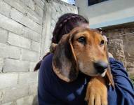 Uno de los perros rescatados en Monjas