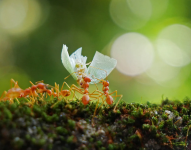 Grupo de Hormigas trabajando en conjunto