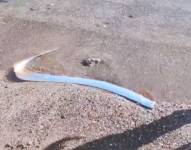 Pez remo, apareció en la orilla de la playa El Quemado, Baja California Sur
