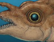 Ilustración de los dientes frontales en el pez rata moteado macho adulto.