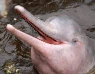 Imagen de archivo de un delfín rosado.