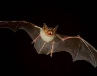 Los murciélagos son especies beneficiosas para el ecosistema.