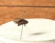 Mosca dermatobia hominis