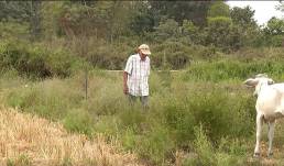 Captura de pantalla de Televistazo.