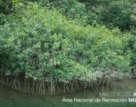 Imagen referencial del Área de Recreación Isla Santay.