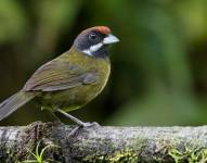 Los investigadores también explicaron que pertenece al grupo de Chlorospingos Cenizos, aves endémicas de la región del Chocó Andino, región altamente biodiversa que Ecuador comparte con Colombia.