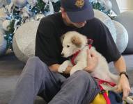 Foto del perrito que fue adoptado por el equipo de Shakira