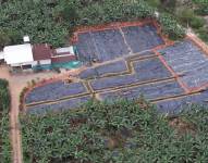 Más de mil plantas de banano fueron destruidas en la finca de El Oro donde se confirmó el Fusarium Raza 4