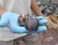 Desde el 2010 se han eliminado 200 mil individuos y aunque los esfuerzos por controlar la presencia de este molusco en las islas son permanentes, su erradicación se complica.