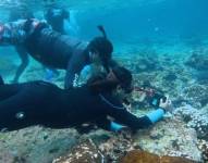 Estudios en el área marina de Galápagos.
