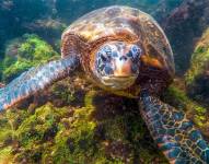 Comienza a regir en Ecuador la nueva reserva marina en torno a Galápagos
