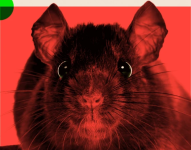 Cómo nuestros hábitos explican que cada vez hayan más ratas en las ciudades.