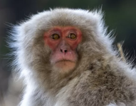Los macacos japoneses son comunes en gran parte del país.