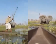 Elefante ataca a turista