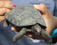 Imagen de archivo proporcionada por el Parque Nacional Galápagos de una cría de tortuga gigante.