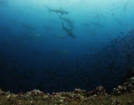 Imagen referencial de las zonas protegidas en las Islas Galápagos.