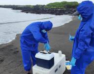 Análisis a aves muertas en Galápagos.