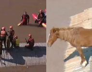 Rescate de caballo en Brasil.