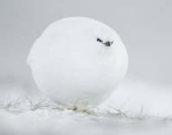 Bola de nieve, por Jacques Poulard.