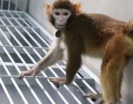 ¿Será ReTro el pionero de una nueva generación de monos clonados para la experimentación científica?