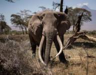 Botswana tiene cerca de un tercio de la población mundial de elefantes.