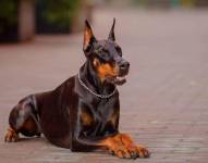 Los Doberman son una de las razas más propicias para protgere tu hogar