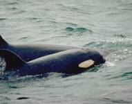 Alki, una orca en Estados Unidos vista cargando a su cría fallecida.