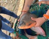 Imagen de una tilapia en la cárcel de Archidona, Napo. Foto del 21 de diciembre del 2019.