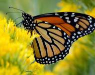 La mariposa monarca migratoria (Danaus plexippus plexippus) ha entrado en la Lista Roja.