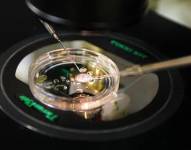 OHSU/Christine Torres Hicks