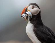 Los conservacionistas han contabilizado 43.626 frailecillos en la isla Skomer este año: un nuevo récord.