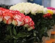 Paro nacional afecta la exportación de rosas en la zona limítrofe entre Pichincha e Imbabura