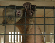 Uno de los animales silvestres rescatados en Ecuador.