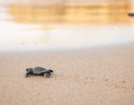 Cientos de tortugas marinas están en peligro de morir debido a una palizada que obstruye su camino hacia el mar