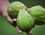 La guayaba es la reina de la vitamina C: cada 100 gramos contienen 228mg de ácido ascórbico.