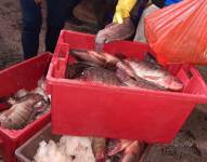 Imagen de los pescados decomisados durante el operativo en Calderón.